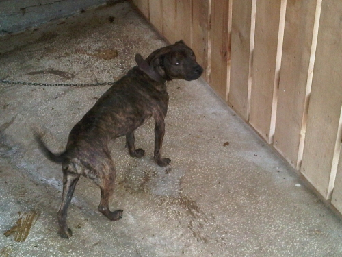 პიტი მია