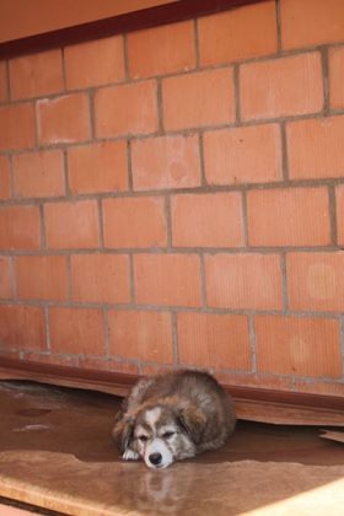 ქართული ქოფაკი უსახელო