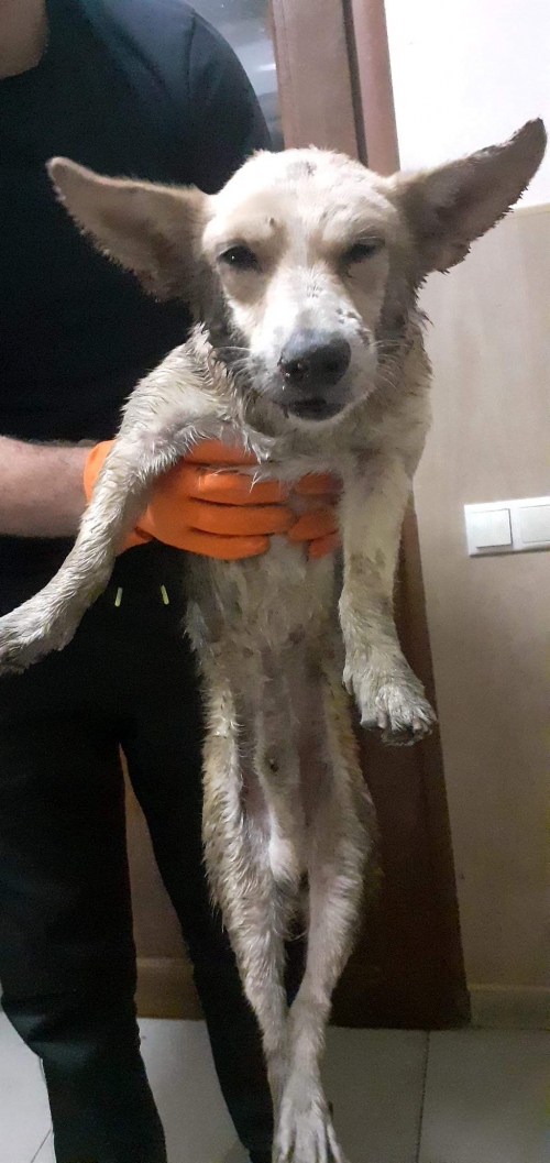 მეტისი უსახელო