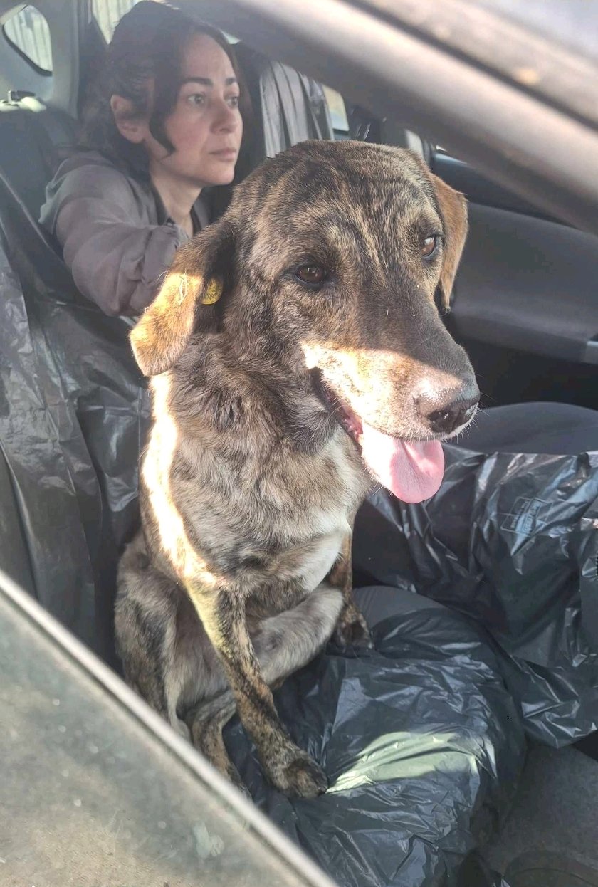 მეტისი. ვარკეთილის მეურნეობა