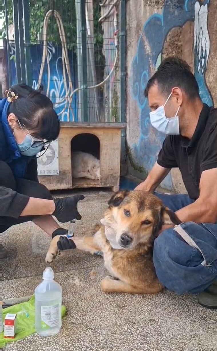 მეტისი. კოდა