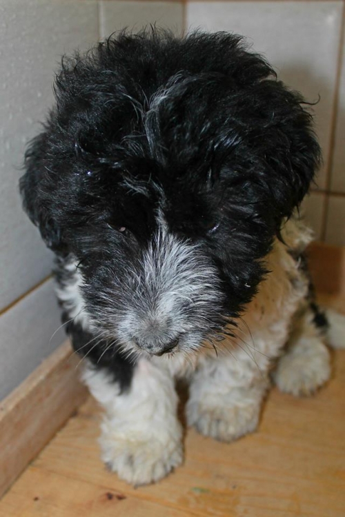 ბალონკა ბუბუ