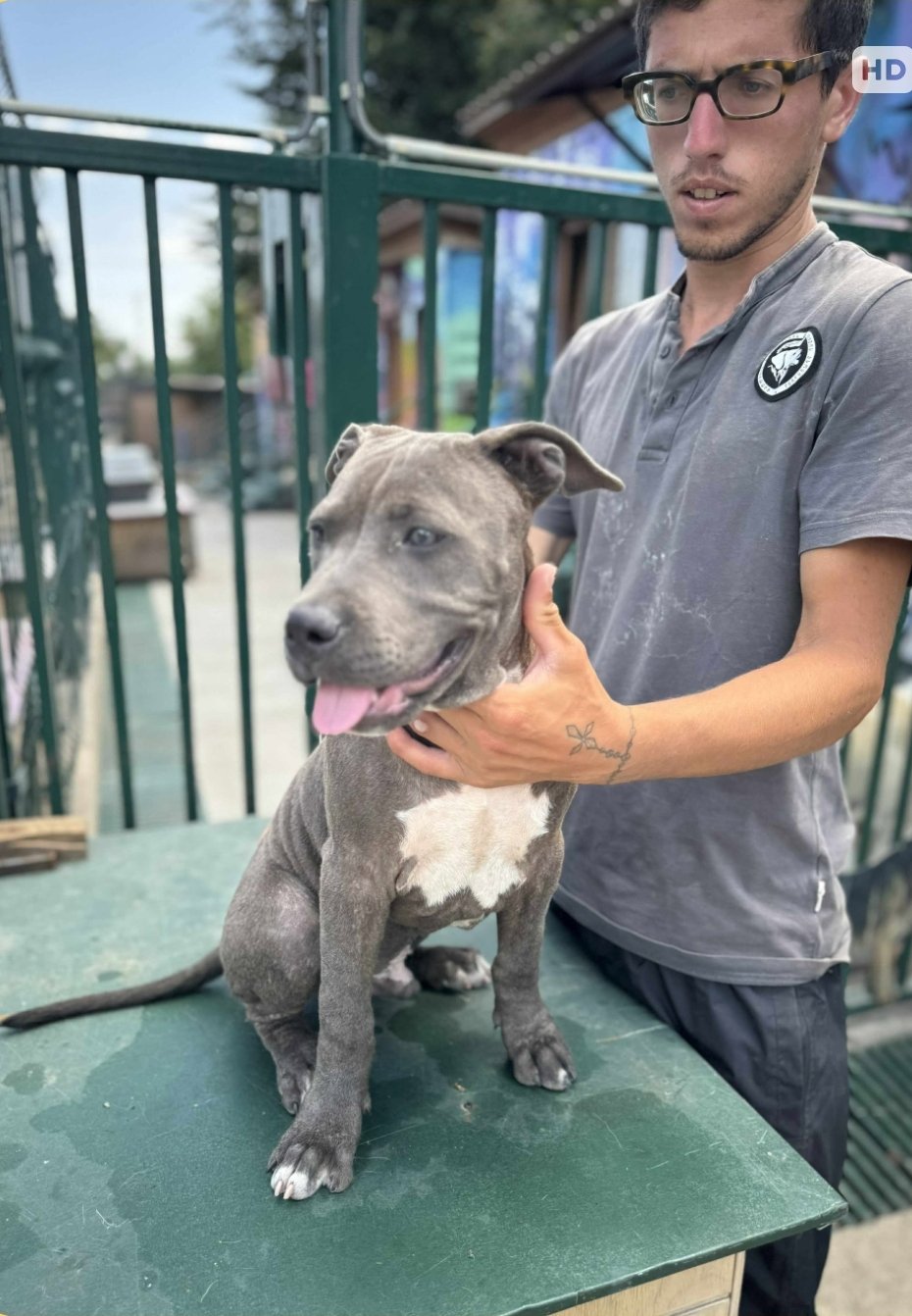 პიტბული. მოსკოვის გამზირი