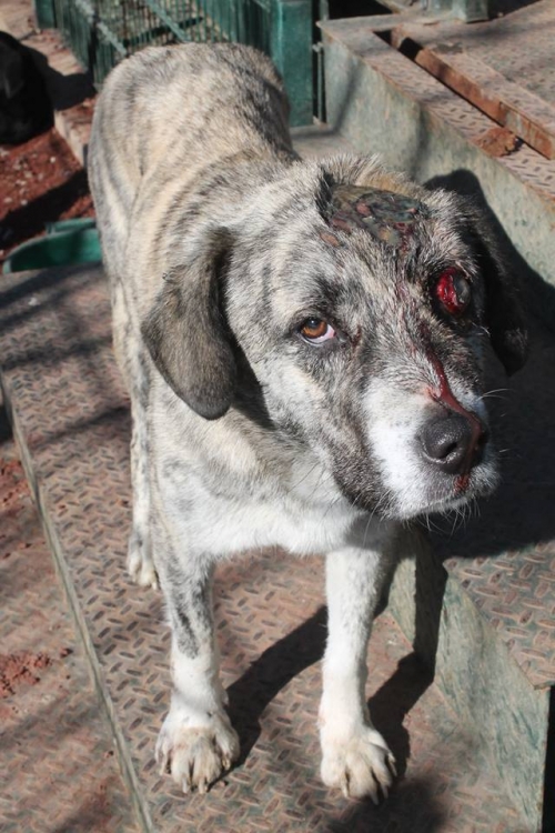 მეტისი ბუბუ