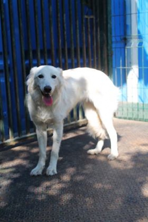 მეტისი ბაბსი