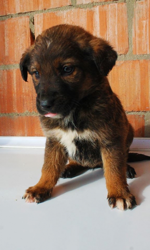 მეტისი უსახელო