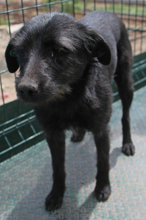 მეტისი უსახელო