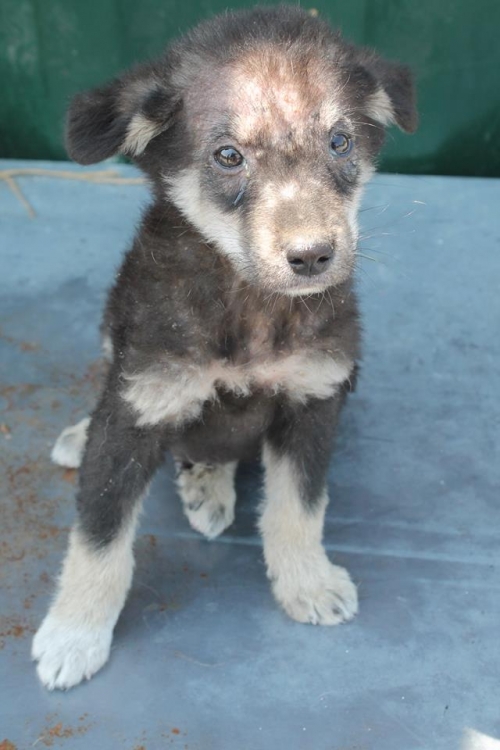 მეტისი უსახელო