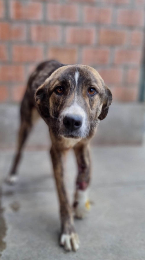 მეტისი თელავი ღმაშენებლის 54 ნომერი