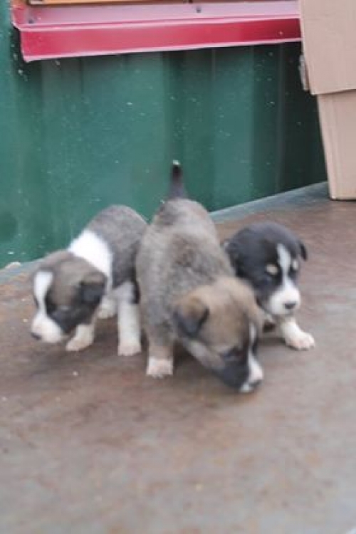 მეტისი უსახელო