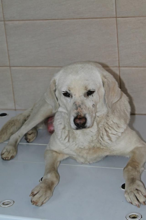 მეტისი ბელკა