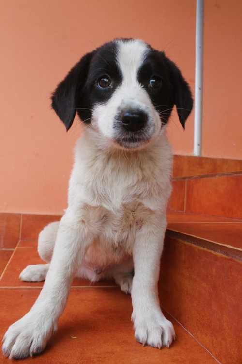 ქართული ქოფაკი უსახელო