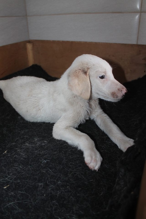 მეტისი უსახელო