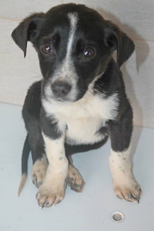 მეტისი უსახელო