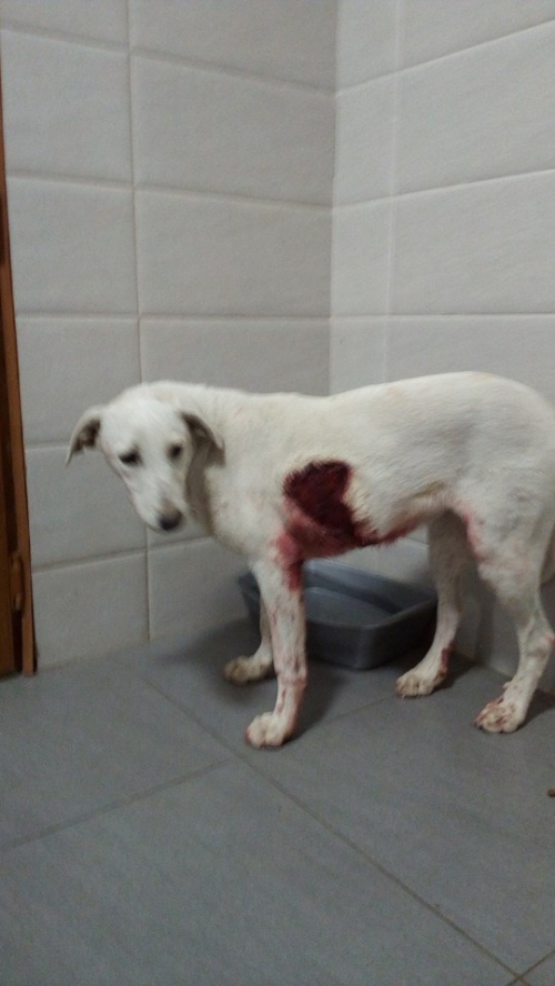 მეტისი უსახელო