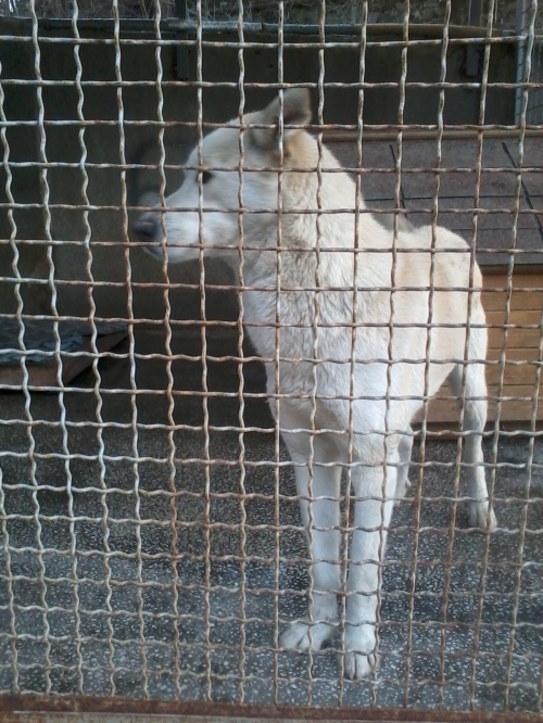 ლაიკა ლედი