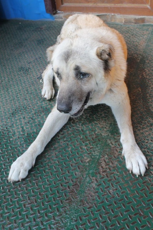 ქართული ქოფაკი უსახელო