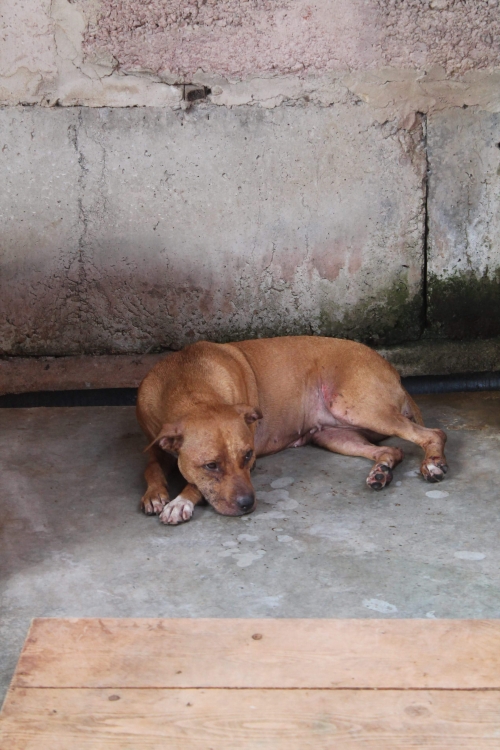 პიტი აფროზა