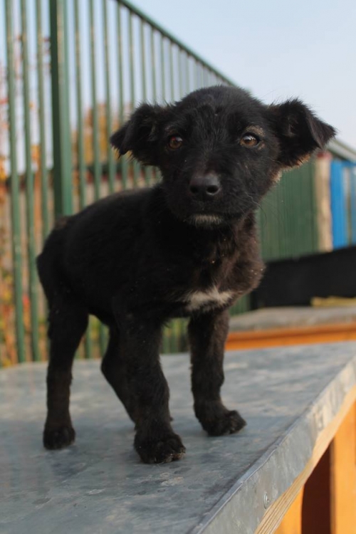 მეტისი უსახელო