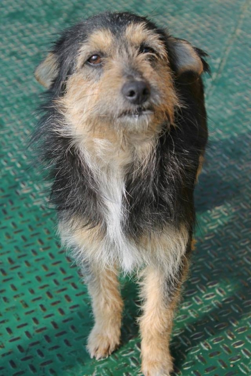 ბალონკა უსახელო