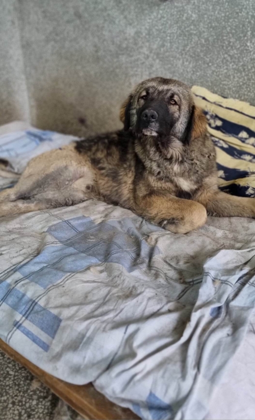 ქართული ქოფაკი ქაეროს მე 3 ქუჩა ტექ.დათვალიერების ცენტრიდან