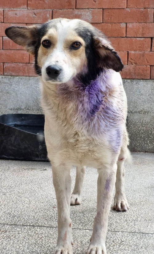 მეტისი ყურშა. საჩხერე