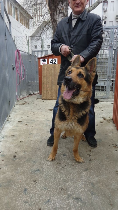 გერმანული ნაგაზი სვოლაჩ