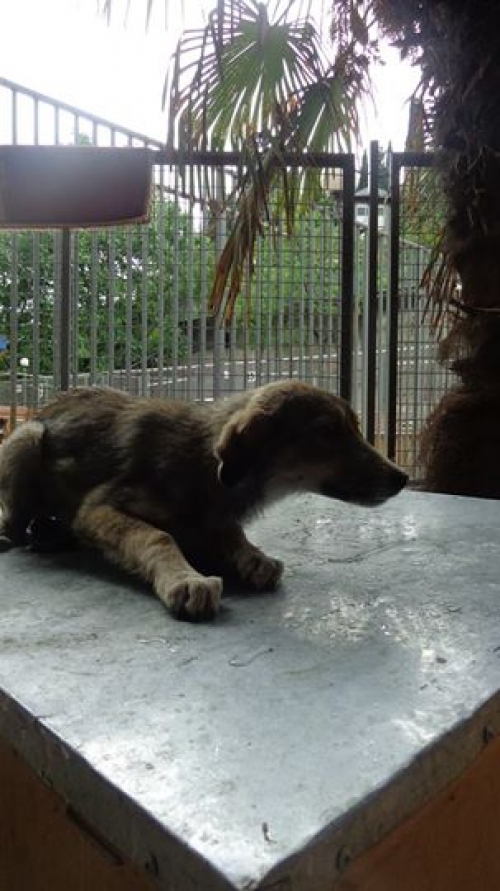 მეტისი უცნობი