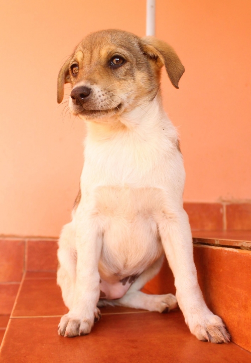 მეტისი უსახელო