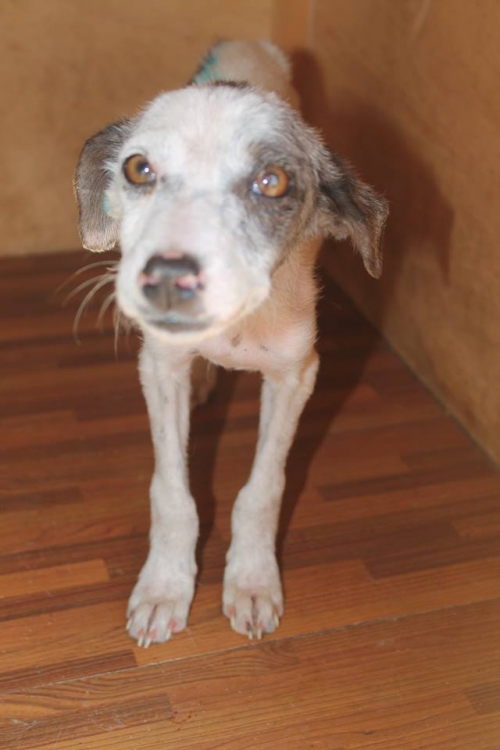 მეტისი უსახელო