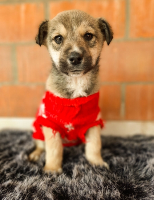 მეტისი მოიყვანა ნინო ლეჟავა