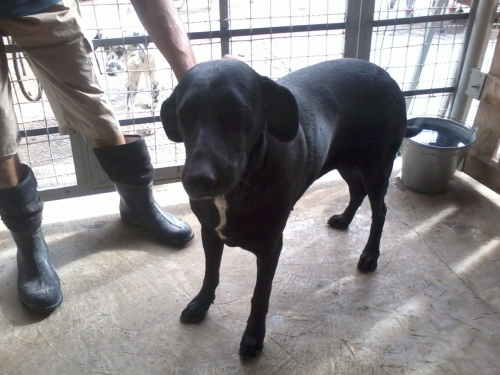 მეტისი ლულუ