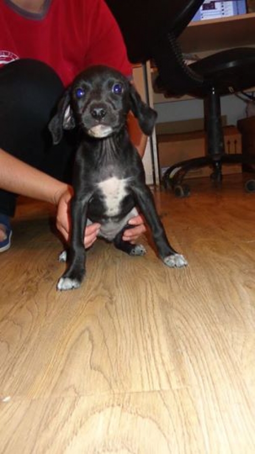 მეტისი უსახელო