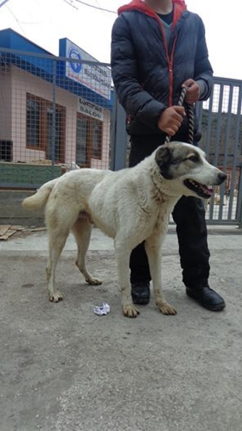 ქართული ქოფაკი უსახელო