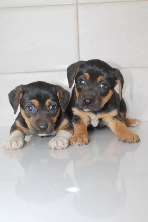 როტვეილერის მეტისი უსახელო