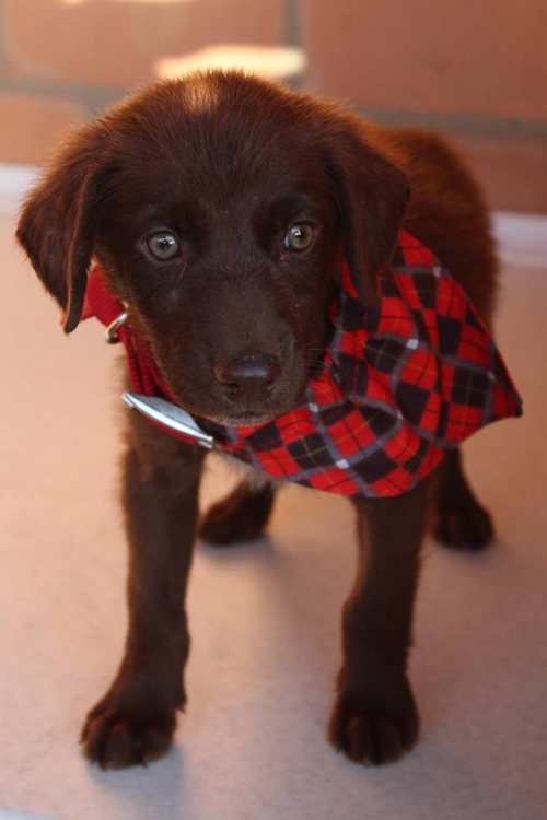 მეტისი უსახელო