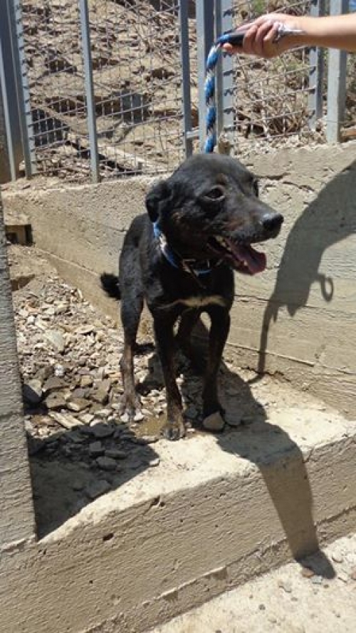 მეტისი რენი