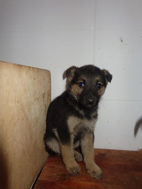 მეტისის ლეკვები უსახელო