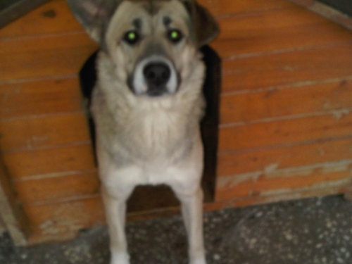 მეტისი ძუპაკო