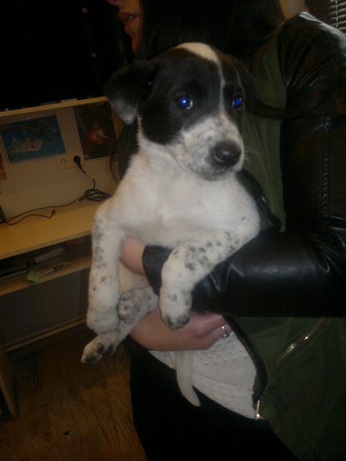 მეტისი ლინდა