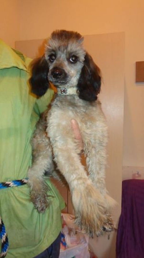 ბალონკა უსახელო