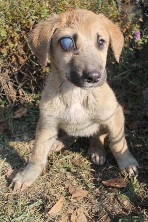 მეტისი უსახელო