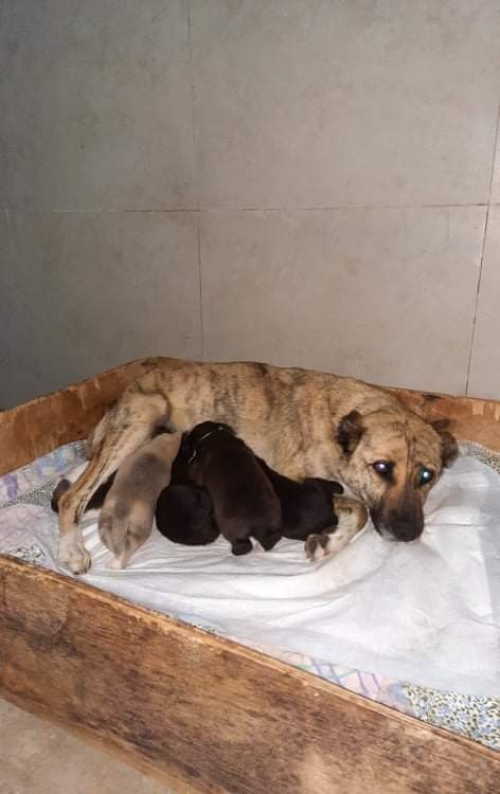 მეტისი პანტიატი