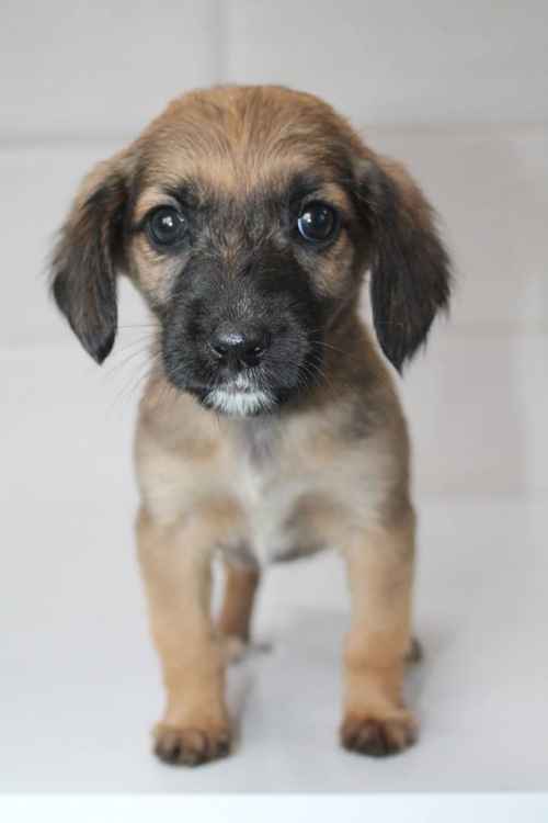 მეტისი უსახელო