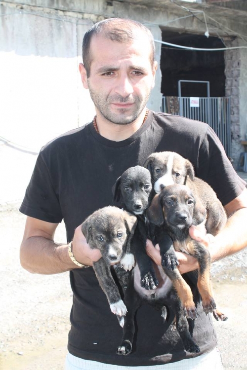 მეტისის ლეკვები უსახელო