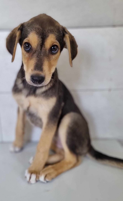 მეტისი მთაწმინდა