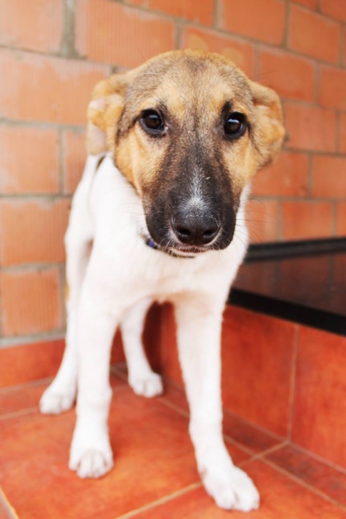 მეტისი ჟინი