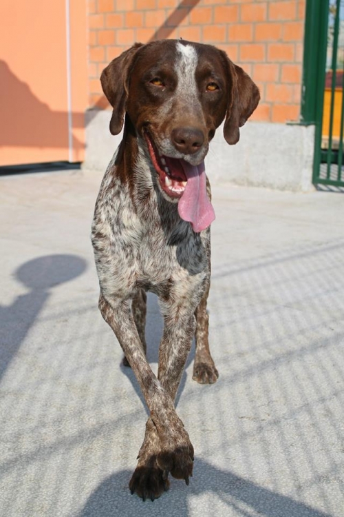 კურცხაარი ჯერი