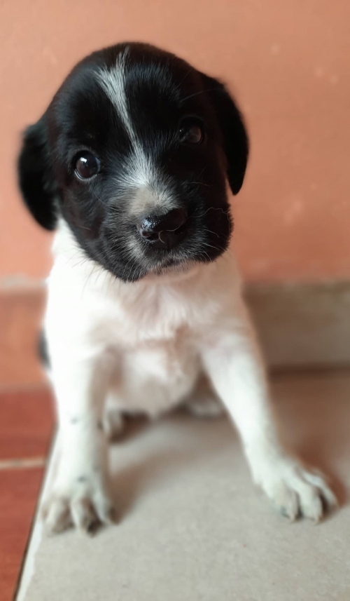 მეტისი წერეთელი გამოფენა