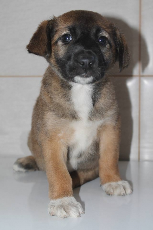 მეტისი უსახელო